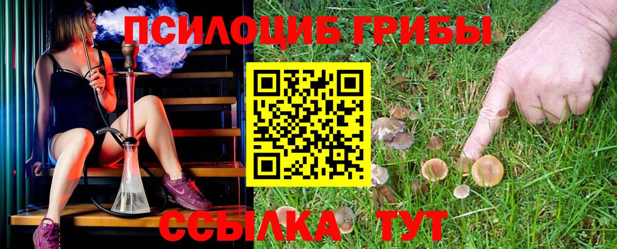 Галлюциногенные грибы Psilocybine cubensis Грозный